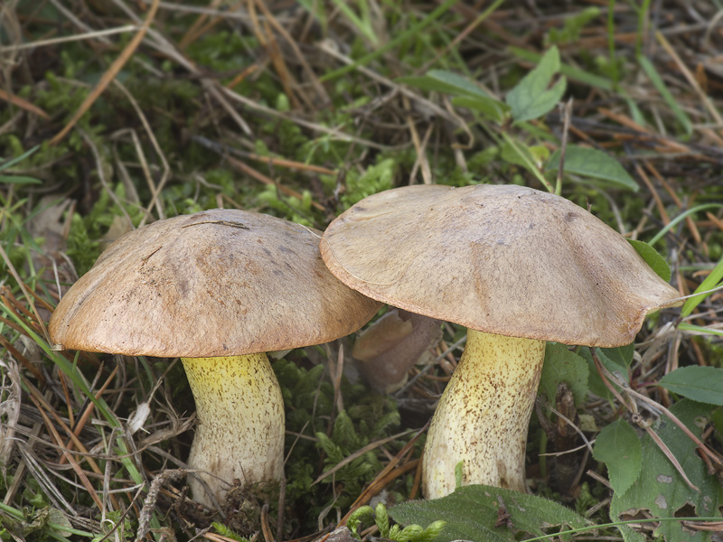 Suillus collinitus